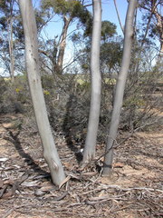 Eucalyptus sheathiana