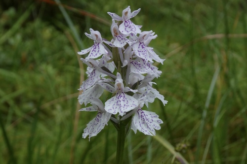heath spotted orchid