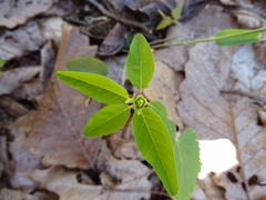 Euphorbia mercurialina
