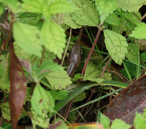Chiwen keelback