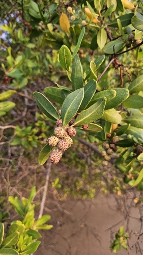 Mangle botoncillo (Conocarpus erectus)
