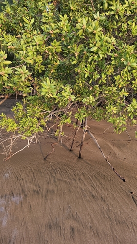 Mangle botoncillo (Conocarpus erectus)