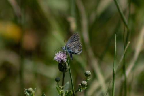 Common Blue