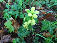Lamium galeobdolon galeobdolon