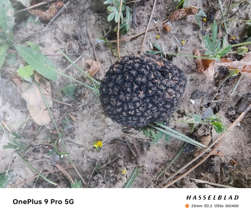 Black Truffle
