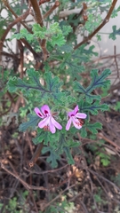Pelargonium quercifolium