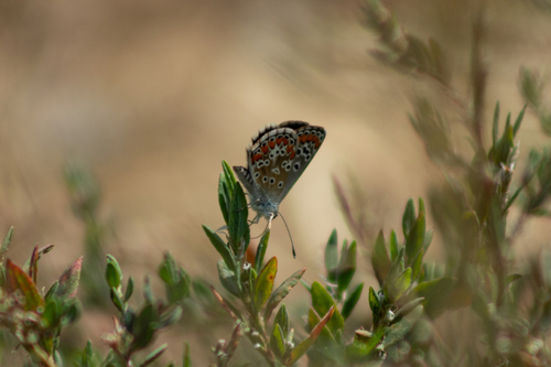 Brown Argus