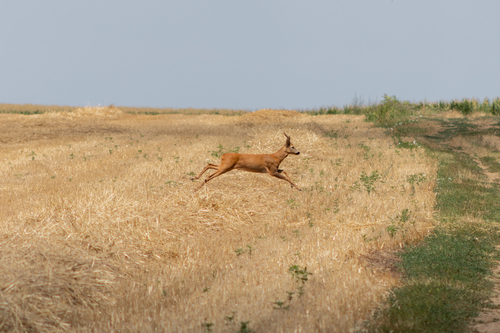 Western Roe Deer