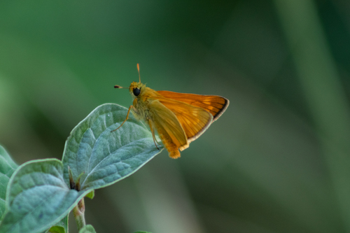 Large Skipper