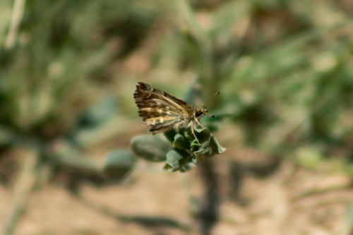 Mallow Skipper