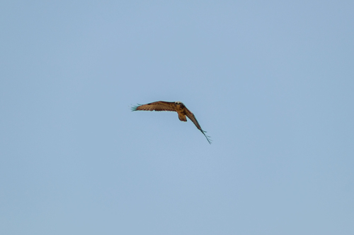 Common Buzzard