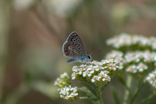 Common Blue