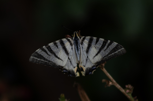 Scarce Swallowtail