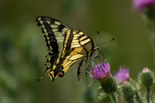 Old World Swallowtail