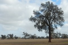 Allocasuarina luehmannii