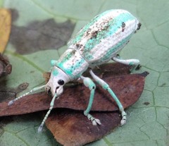 Compsus viridivittatus