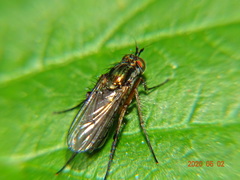 Dolichopodinae