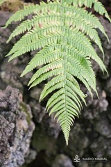 Dryopteris oligodonta