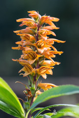 Digitalis canariensis