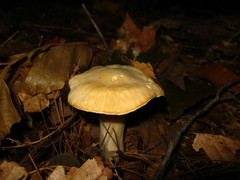 Cuphophyllus pratensis robustus