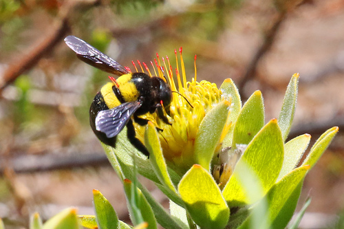 Double-banded Carpenter Bee photo 3