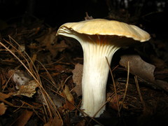 Cuphophyllus pratensis robustus