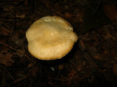 Cuphophyllus pratensis robustus