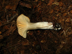 Cuphophyllus pratensis robustus