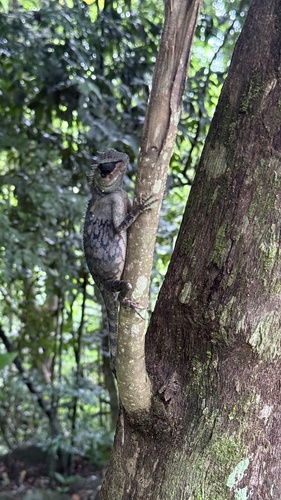 Southern Short-horned Pricklenape