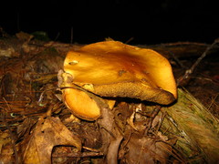 Suillus punctipes