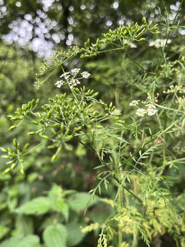 Chaerophyllum bulbosum, photograph 6