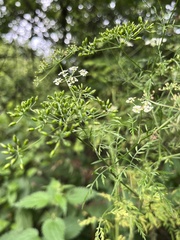 Chaerophyllum bulbosum, photograph (c) Наталья Пикалова, some rights reserved (CC BY)
