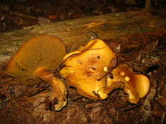 Suillus punctipes