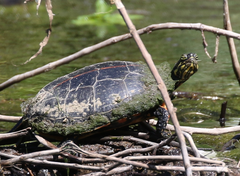 Chrysemys dorsalis