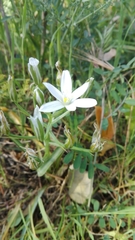 Ornithogalum orthophyllum