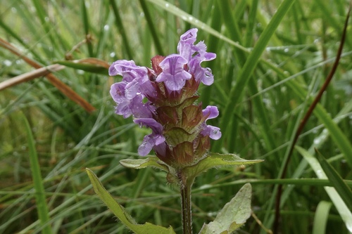 common selfheal