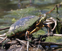 Chrysemys dorsalis