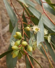 Eucalyptus odorata