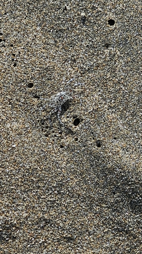 Gulf Ghost Crab (Ocypode occidentalis)