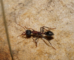 Myrmecia pulchra