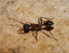 Myrmecia pulchra