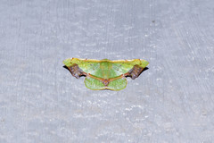 Fascellina plagiata
