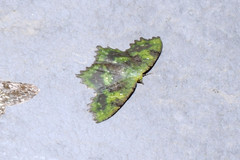 Paramaxates polygrapharia