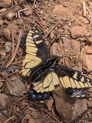 iNaturalist observation photo of Common Swallowtails