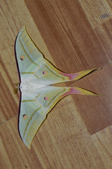 Actias selene