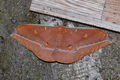 Antheraea