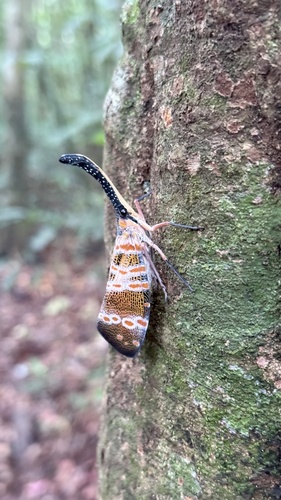 Dark-horned Lanternfly