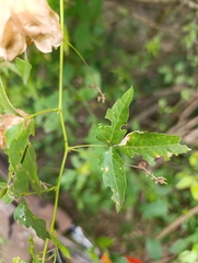 Urvillea uniloba, photograph (c) Mariano Cosentino, some rights reserved (CC BY)