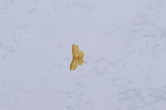 Polynesia curtitibia