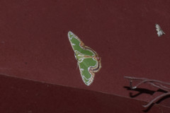 Eucyclodes sanguilineata